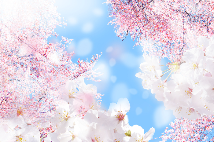 桜のシーズン到来！